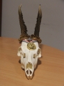 Őzbak trófea 479 gr