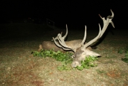 Hajlottágú trófea 7,66kg