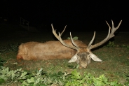 Szarvasbika 9,45 kg