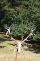 Hajlottágú trófea 7,66kg