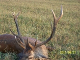 Szarvasbika 4,22 kg