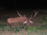 Szarvasbika 9,45 kg