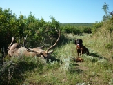 Szarvasbika 6,52 kg
