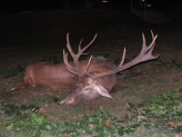 Szarvasbika 9,45 kg