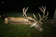 Szarvasbika 8,18 kg