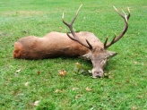Szarvasbika 6,20 kg